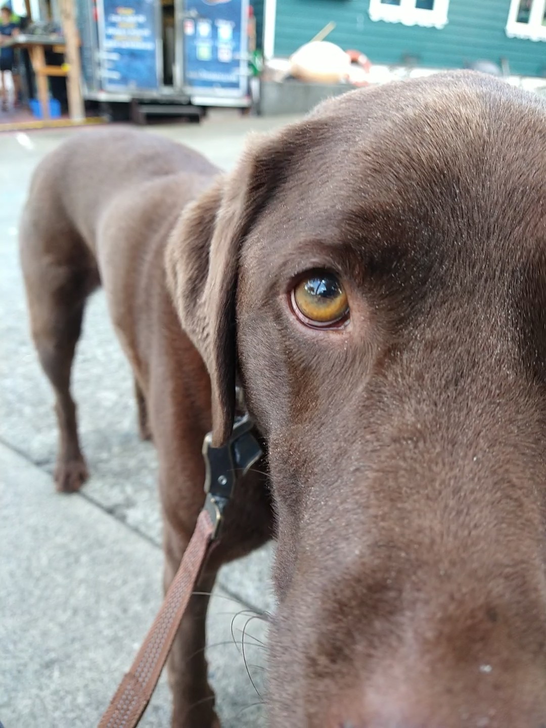 Reflection of author in a Chocolate Lab's eye.